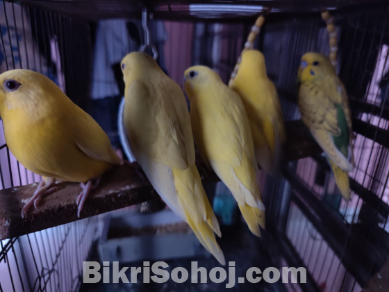 বাজরিগর লুটিনো (২ মাস বয়সী)
